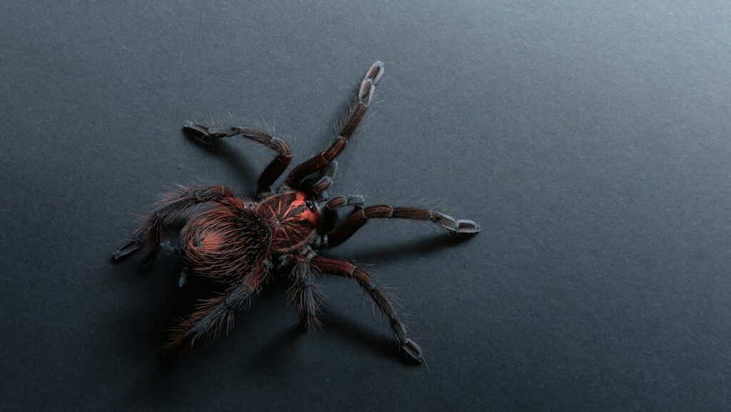 A striking Tliltocatl vagans tarantula displaying deep red hairs on its abdomen against a black background