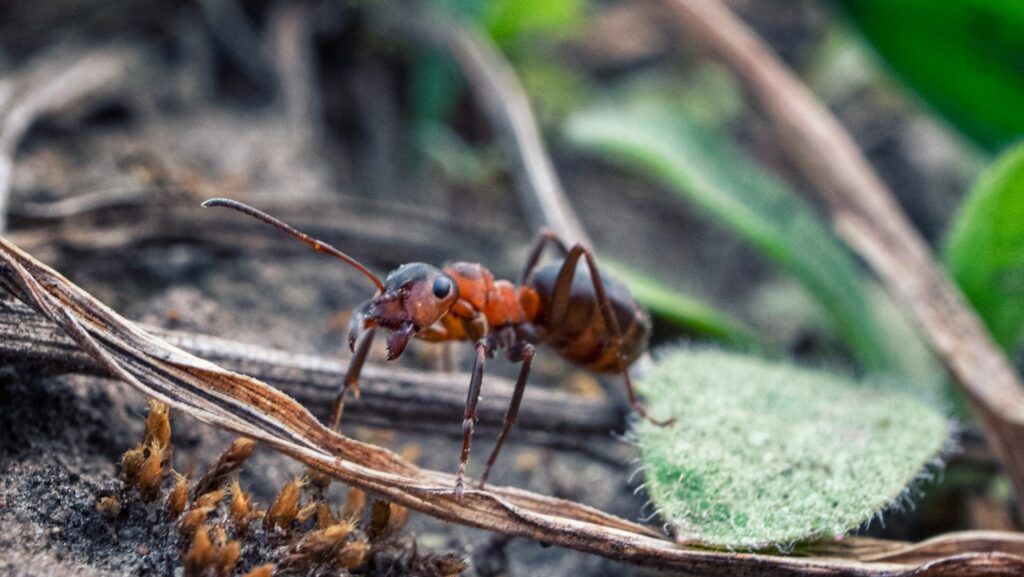 black ant on green leaf