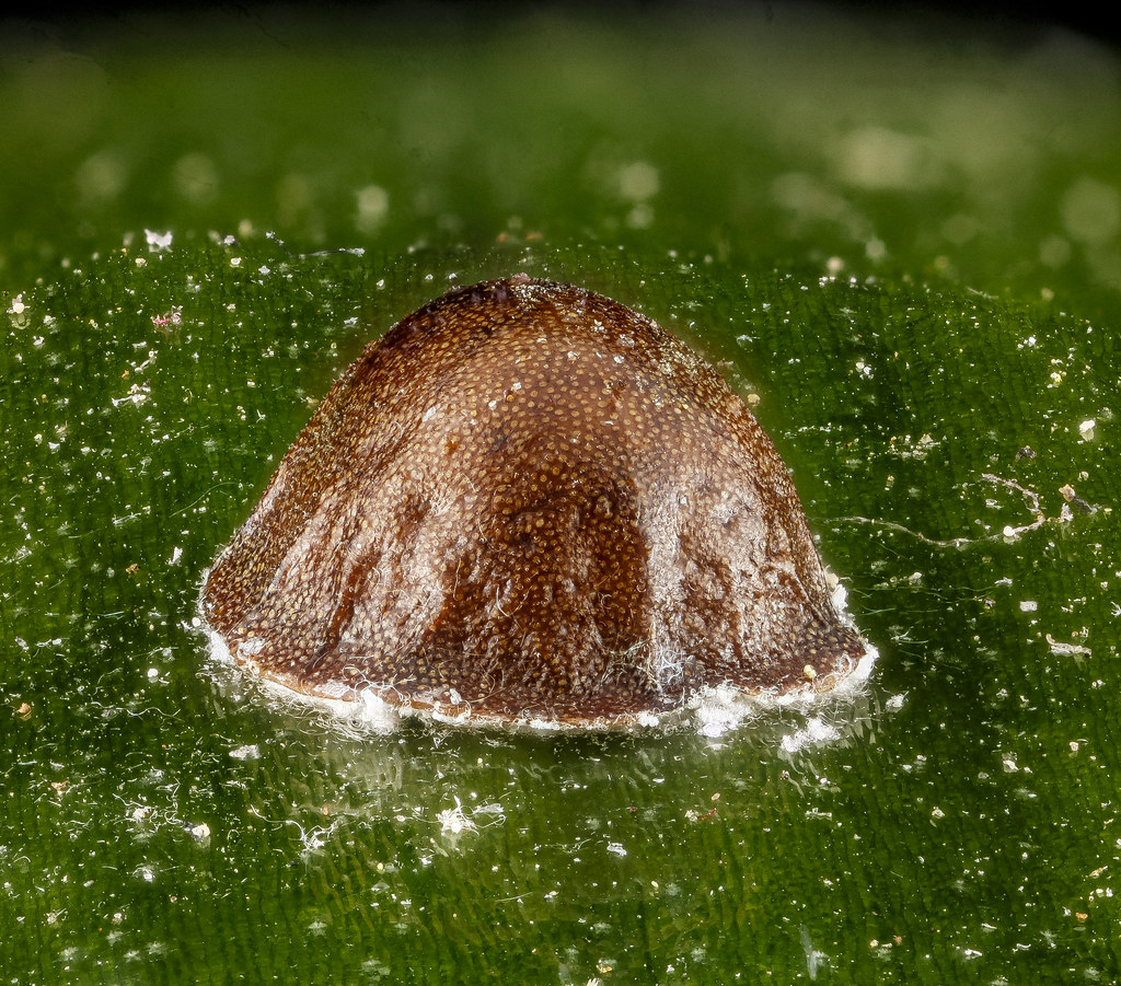 A micro-shot of a scale insect on a plant's surface.