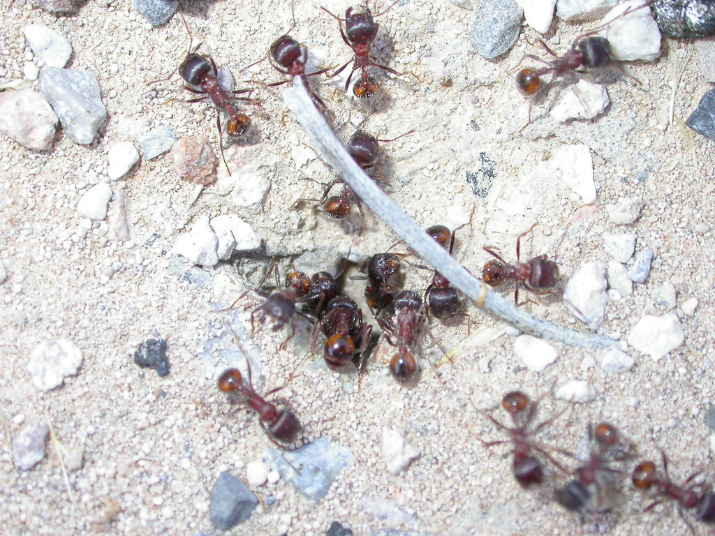 Desert ants (Cataglyphis)