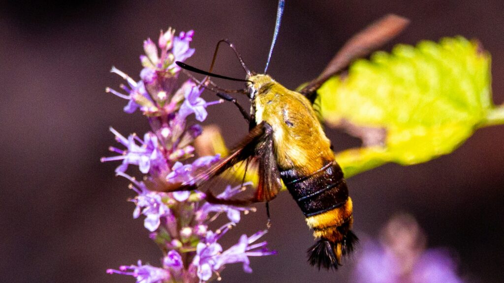 yellow and black butterfly perched on purple flower in close up photography during daytime
