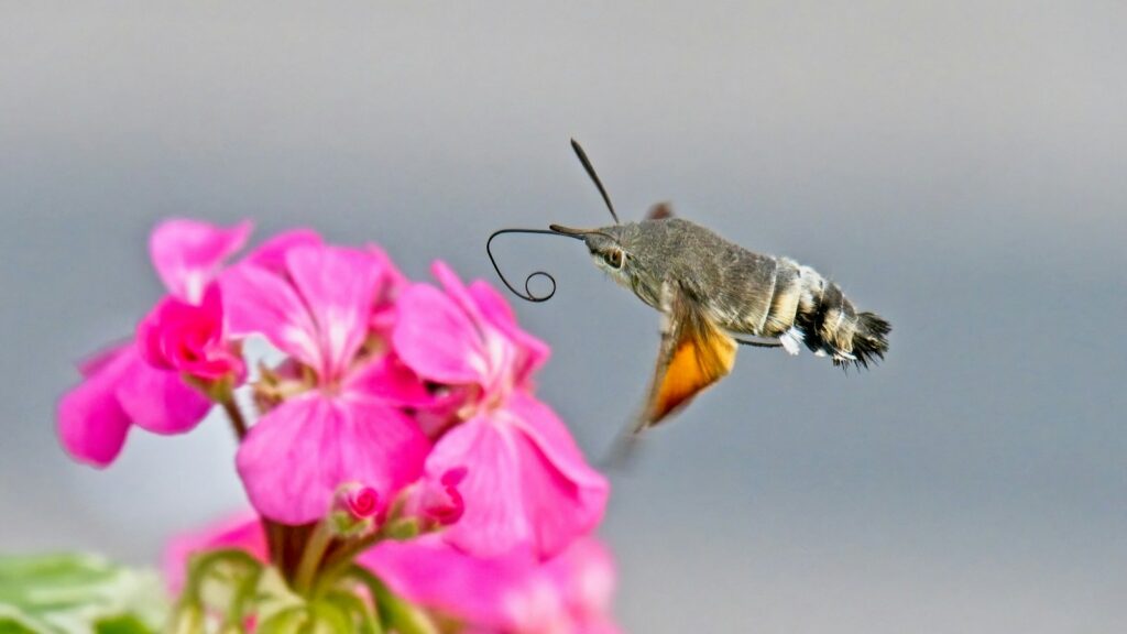 a butterfly on a flower