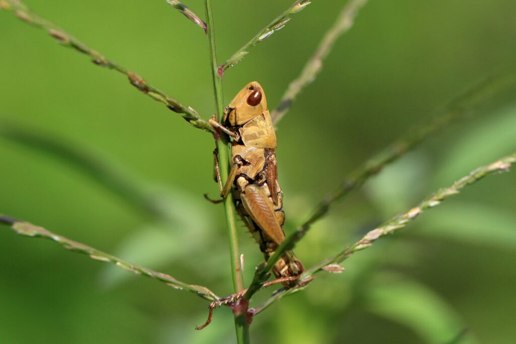 A brown grasshopper clings vertically to a slender green stalk, against a softly blurred green background