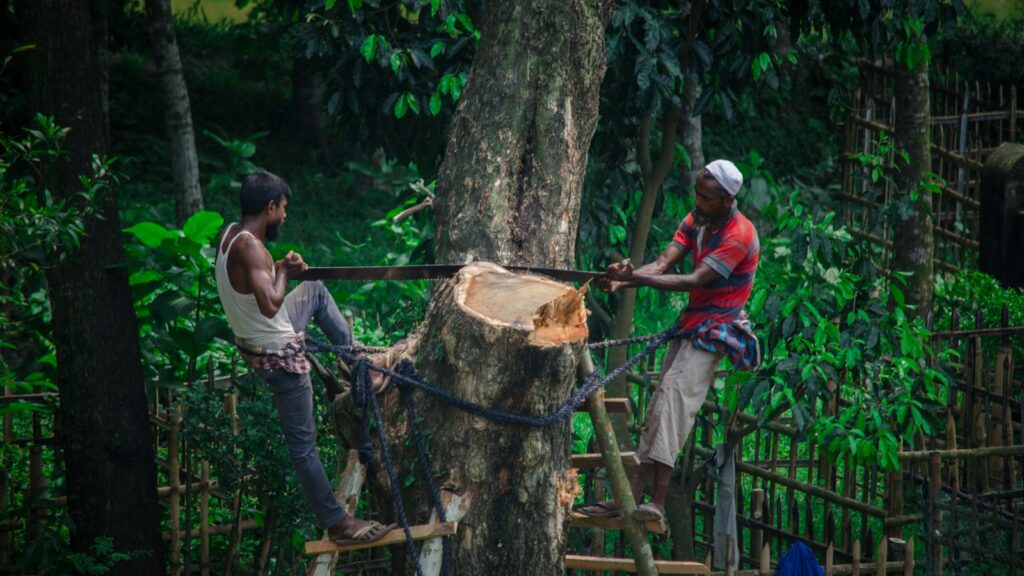 two man cutting standing on ladder and cutting tree
