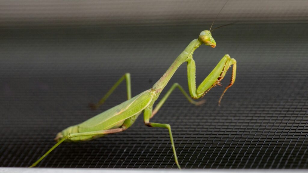 Green praying mantis standing on a textured black surface.