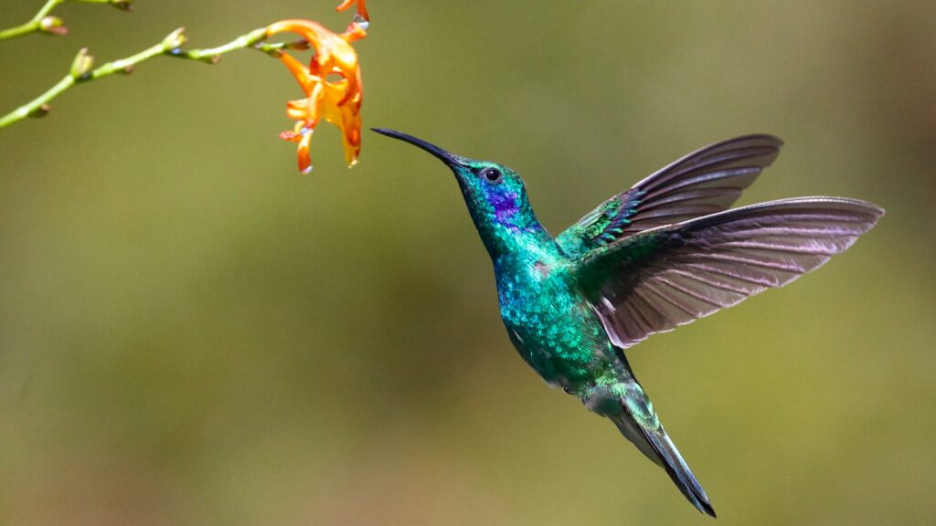 hummingbird near flower