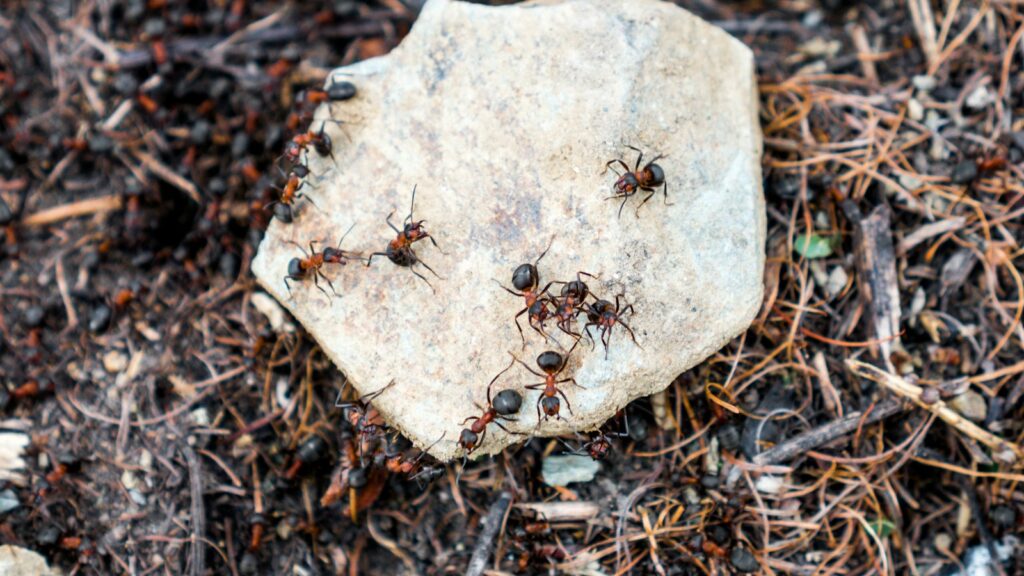 a group of ants crawling on a rock