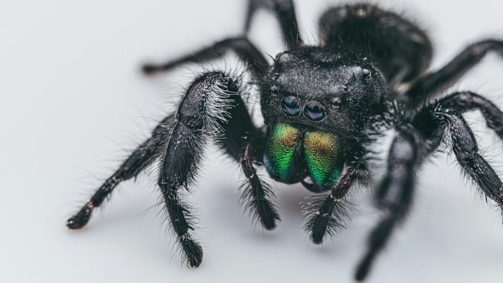 Bold Jumping Spider Close-Up