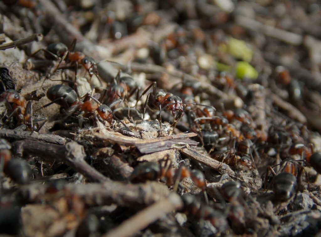 A close up of a group of ants/