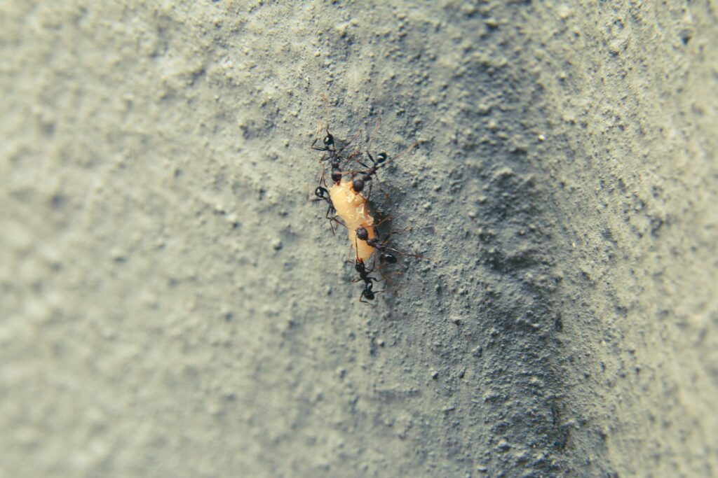 a bug crawling on the side of a cement wall