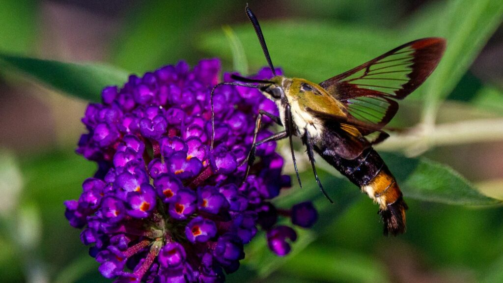 a close up of a bee on a purple flower