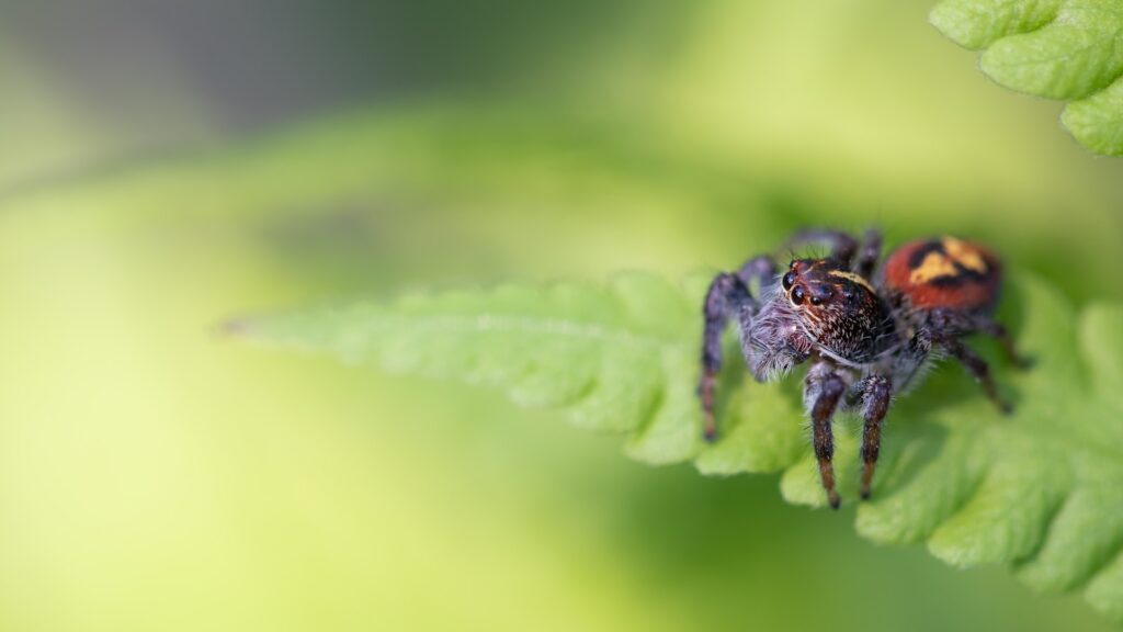 Vibrant jumping spider perched on a fresh green fern leaf.