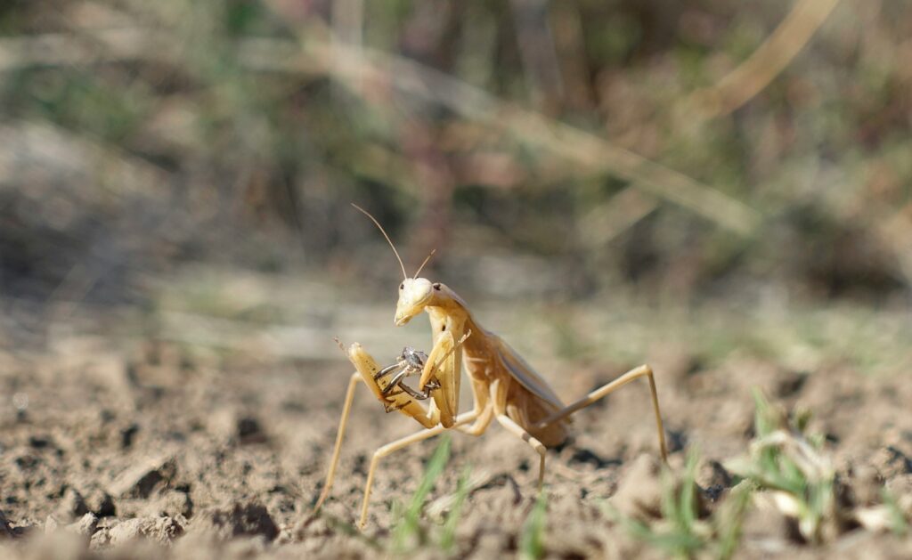 A golden-colored grasshopper clutches a smaller insect in its front legs