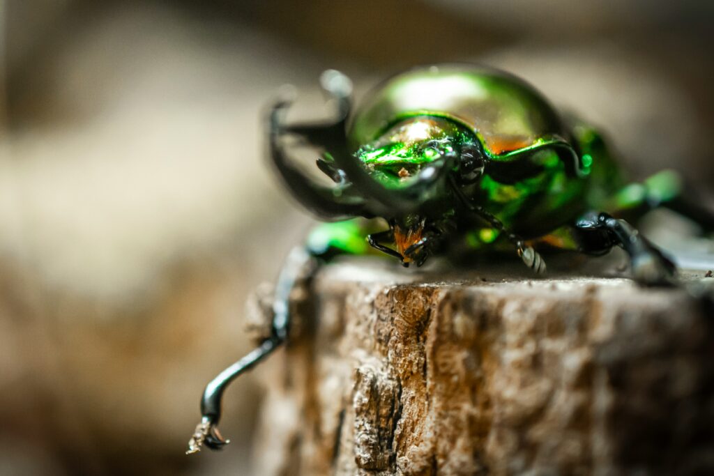 A Rainbow Stag Beetles on a wood trunk.
