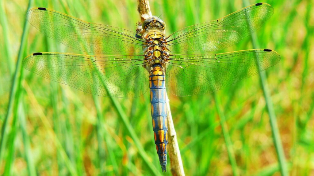 blue and yellow dragonfly on leaf stem