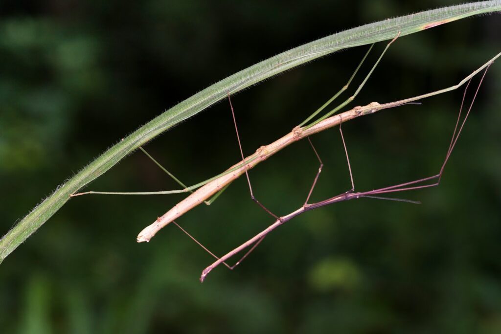 A brown stick insect clings to a green leaf stalk.