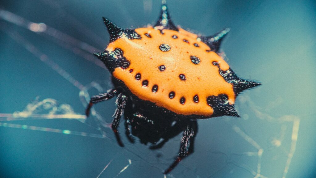 A spiny orb-weaver spider with a bright orange, spiked back on its web.