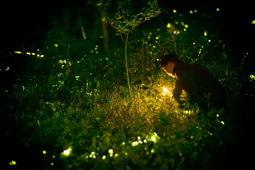 A man standing in a vegetation field surrounded by flickering lights from fireflies.