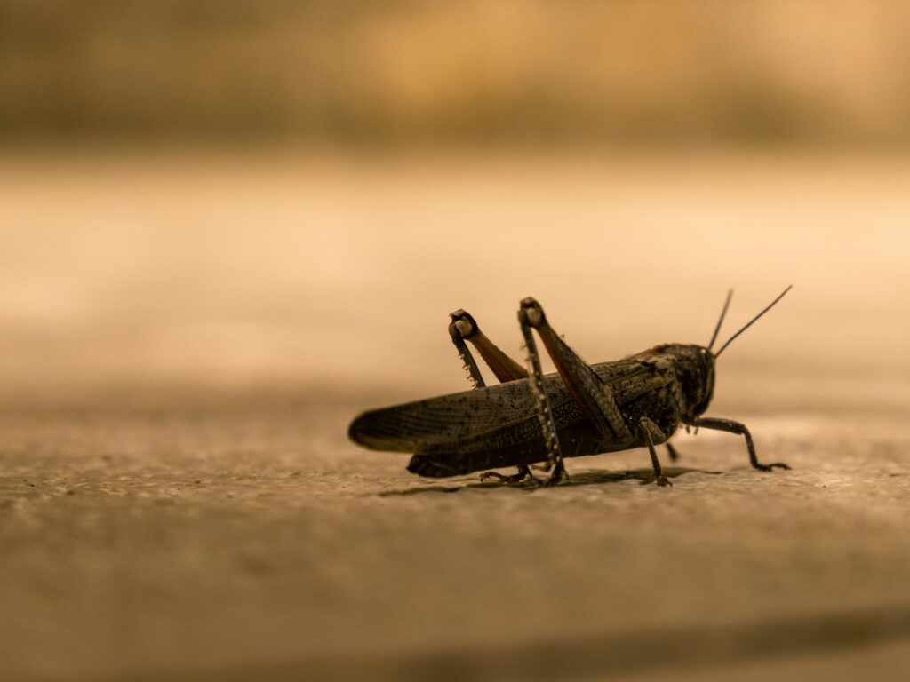 A brown grasshopper on brown sand in close up photography during daytime