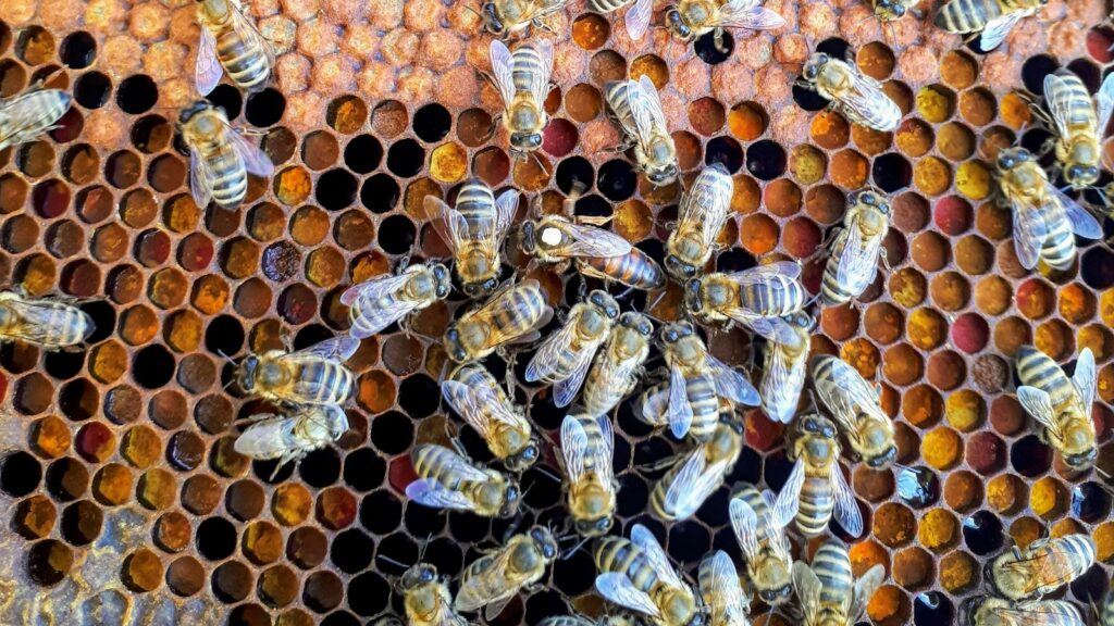 Bees clustered on a colorful honeycomb inside a hive.