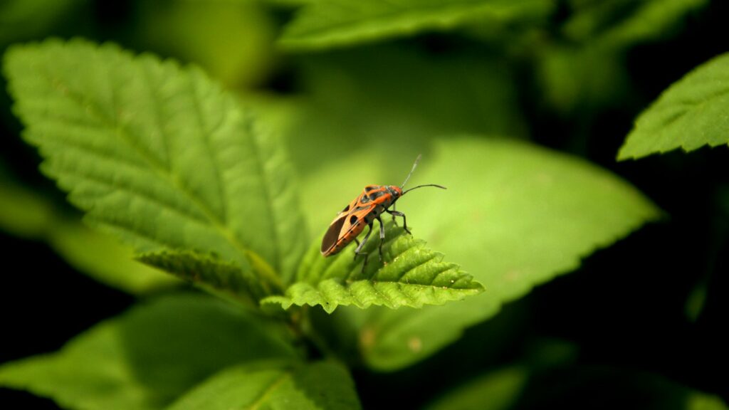 a bug sitting on top of a green leaf