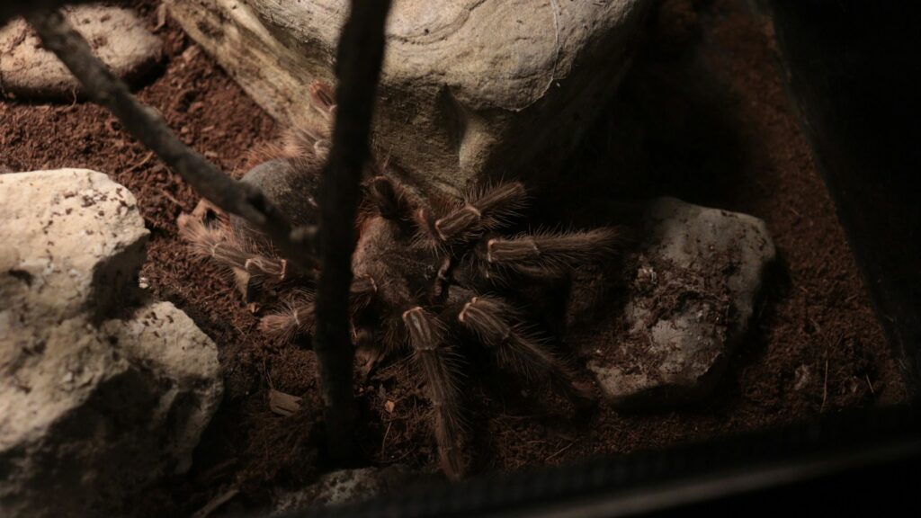 a large spider sitting on top of a pile of dirt