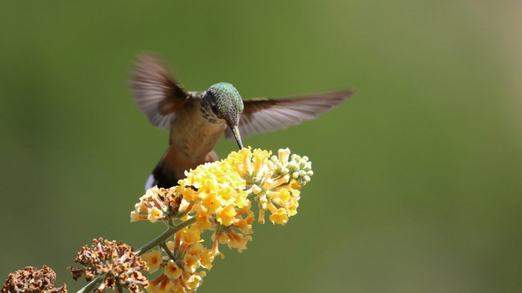 gray and brown hummingbird perching on yellow petaled flower