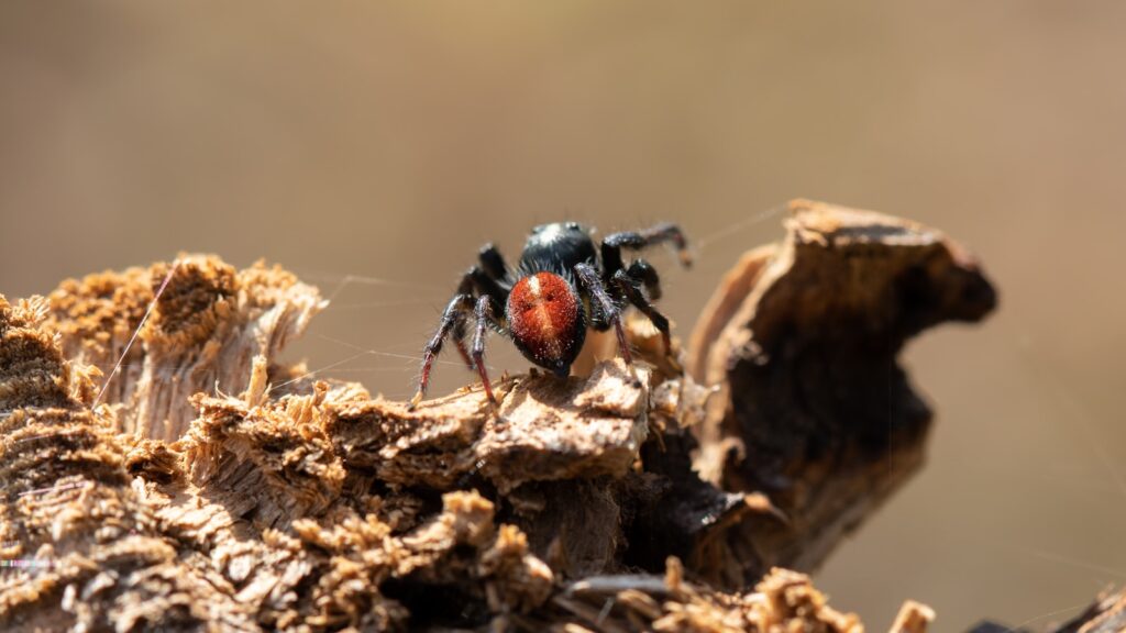 Red-headed ant-mimic spider perched on rugged tree bark.