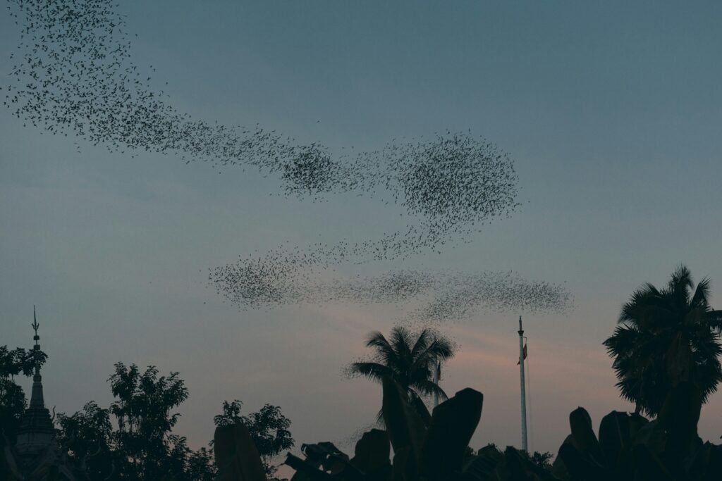 A swarm of flying insects filling the air in a cloud-like formation.