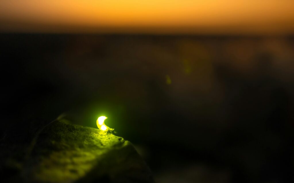 A glowing firefly.