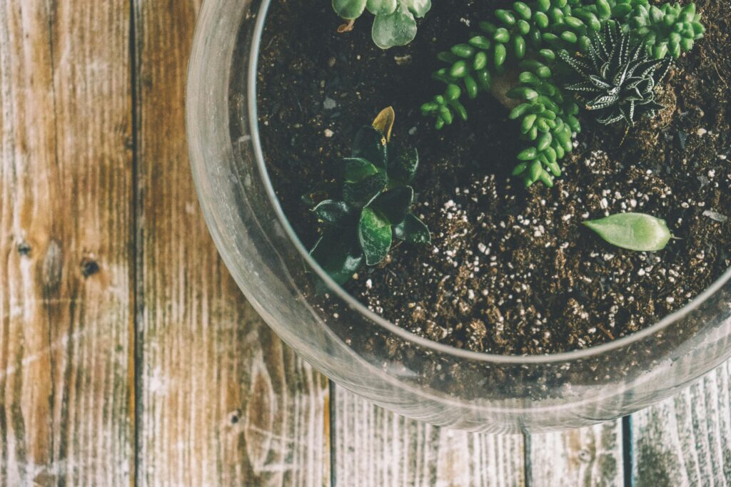 The recreation of an insect's natural habitat in a terrarium.