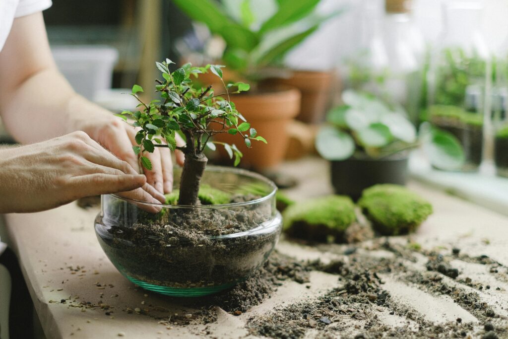The setting up of a glass terrarium.