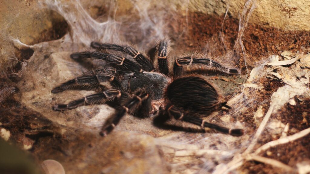 post-molt Grammostola pulchripes stretching on web
