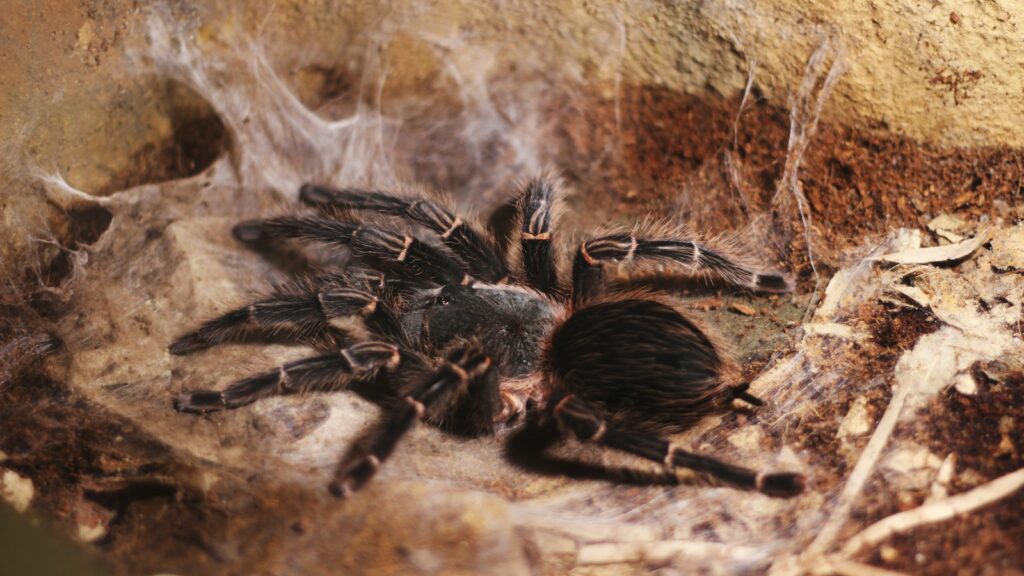 A Brachypelma hamorii tarantula resting in its silk-lined burrow.