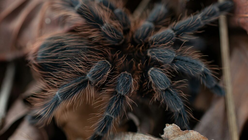 Close-up of a hairy tarantula with black and orange-brown legs resting on dry leaves.