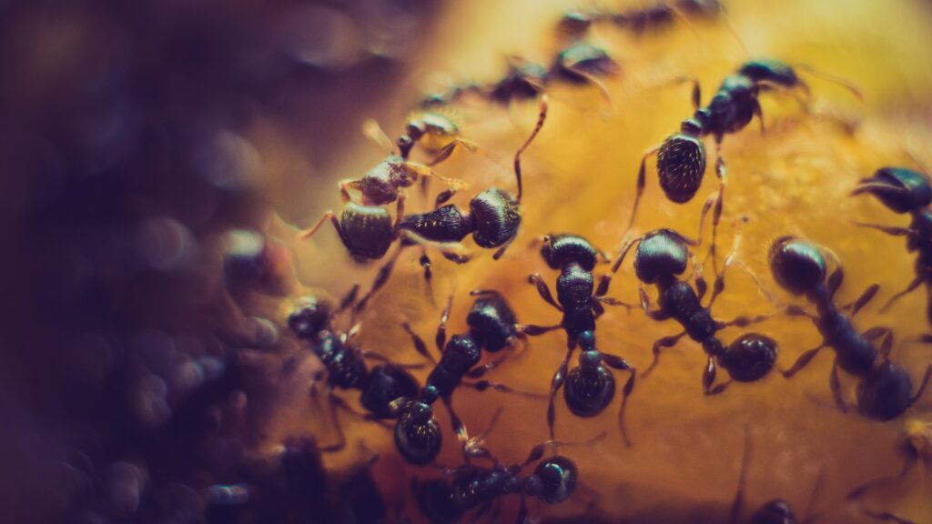 macro photofraphy of black ant