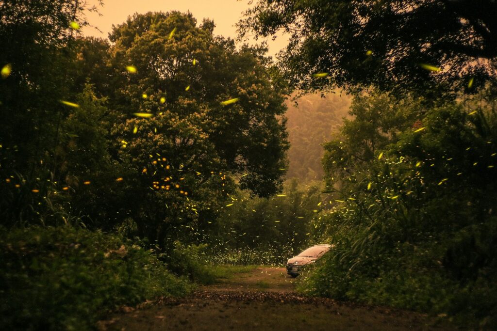 green trees, plants, and fireflies during daytime.