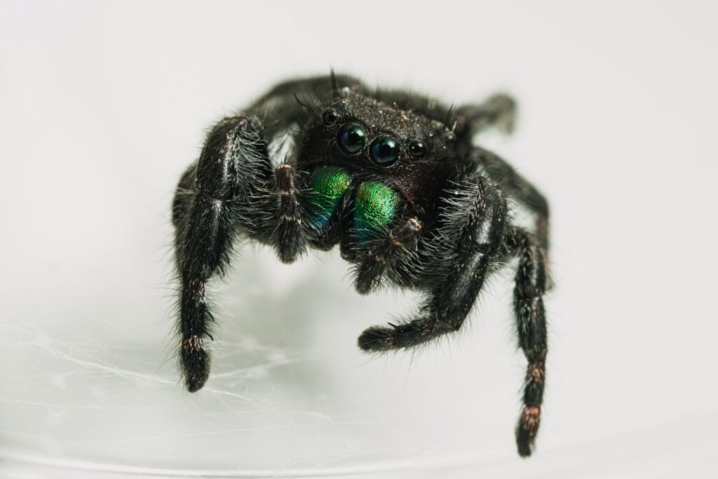 A black jumping spider with striking green eyes in close up photography