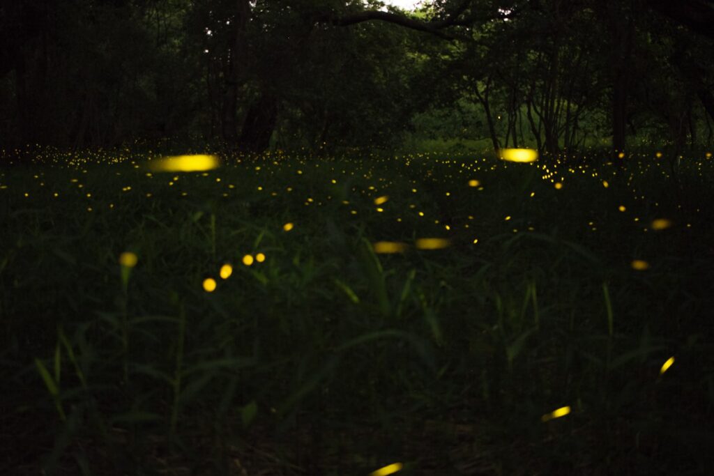 green-leafed plant with yellow glowing flowers