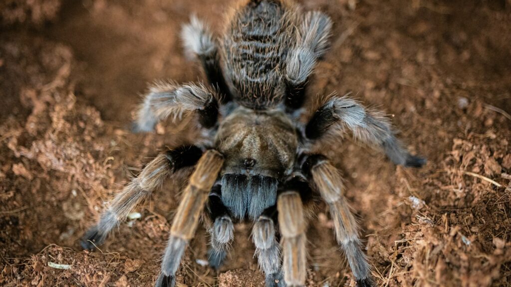 Aphonopelma chalcodes tarantula with a tan carapace and dark legs on a soil background.