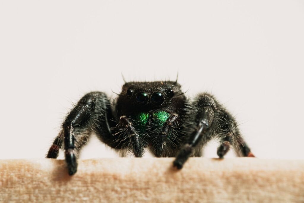 Black jumping spider with green eyes on a white wall