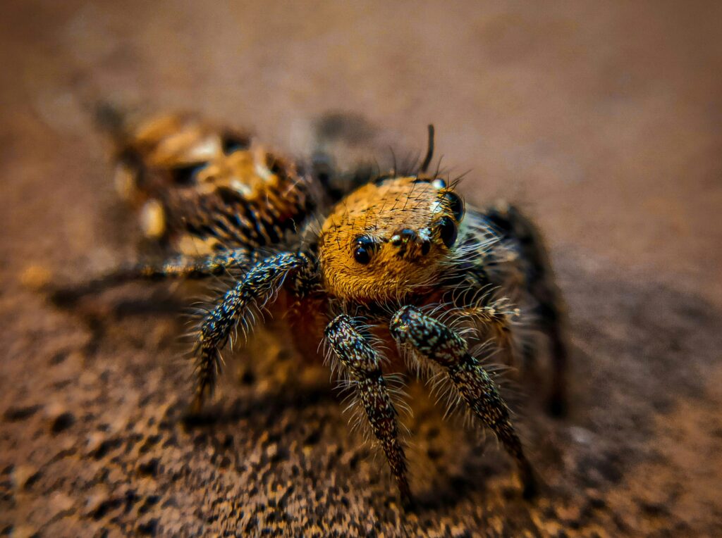 Close-up of a small, hairy jumping spider with a golden-brown carapace and dark, patterned legs, standing on a rough, brown surface