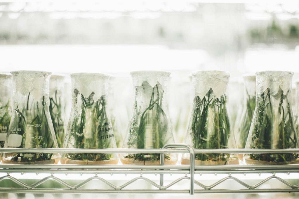 Green leafy plants growing in a clear glass container, set in a well-lit greenhouse environment