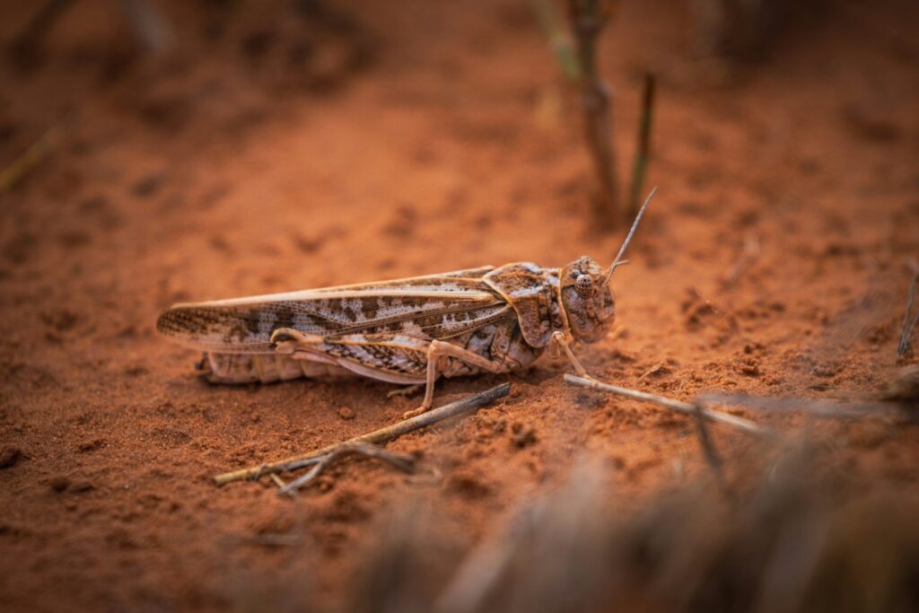 A close up of a grasshopper on the ground