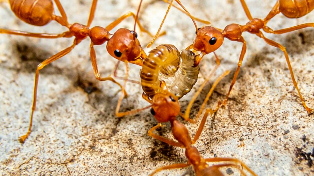 a group of brown ants standing on top of a rock