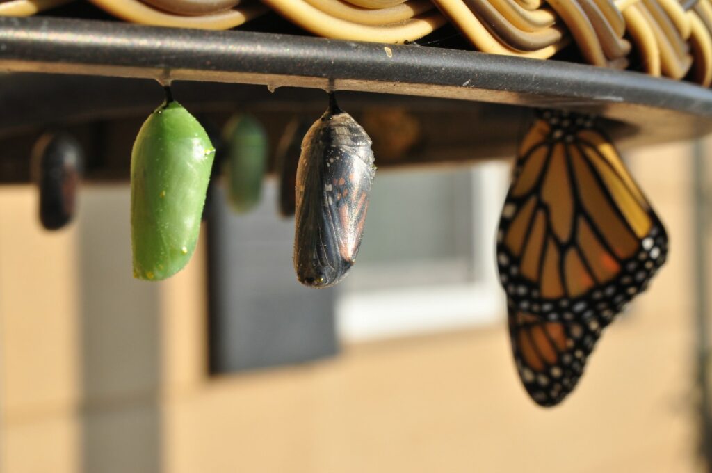 Beautiful butterfly and hanging pupae