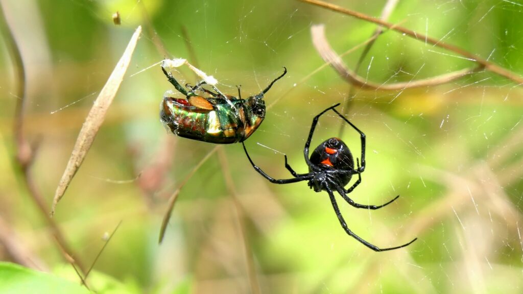 A couple of black bugs sitting on top of a green plant