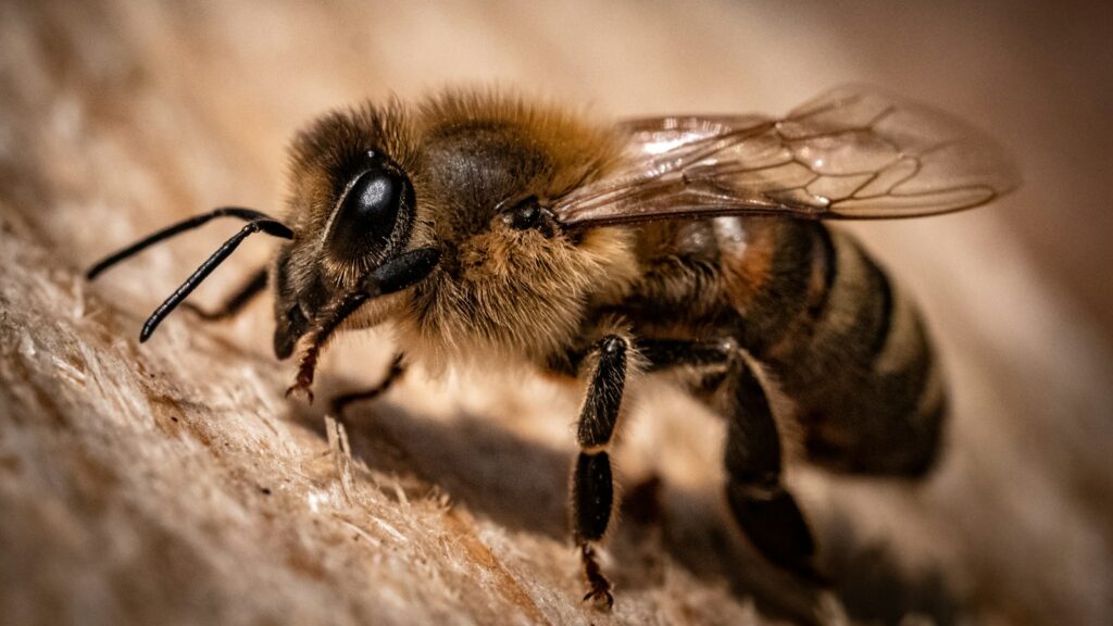 Close-up of a honey bee on a textured surface.
