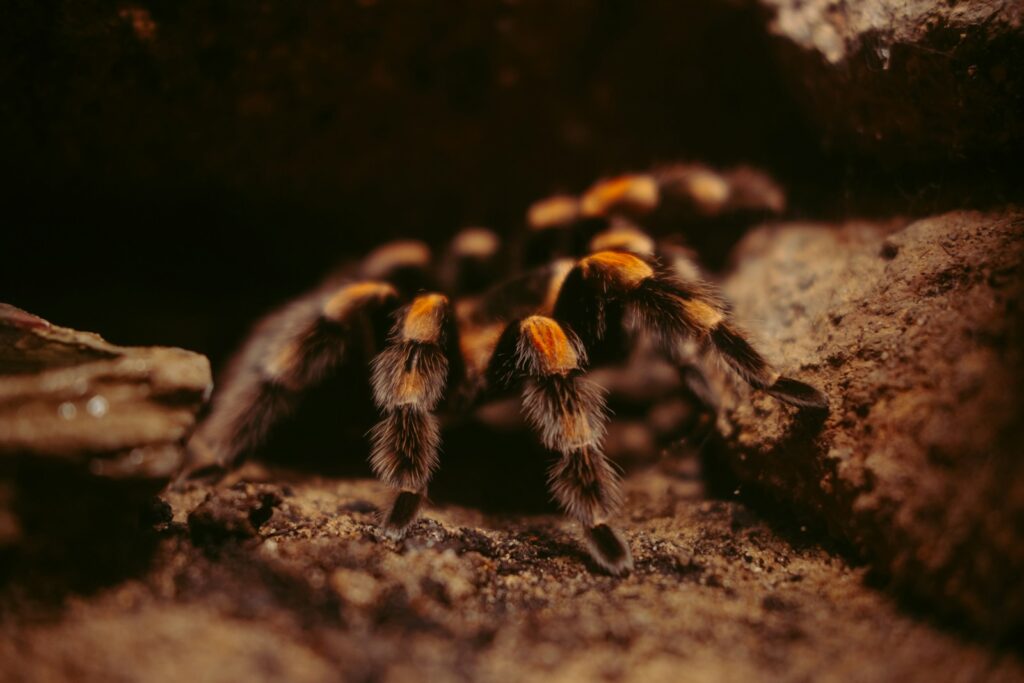 A brown and black tarantula on a brown surface