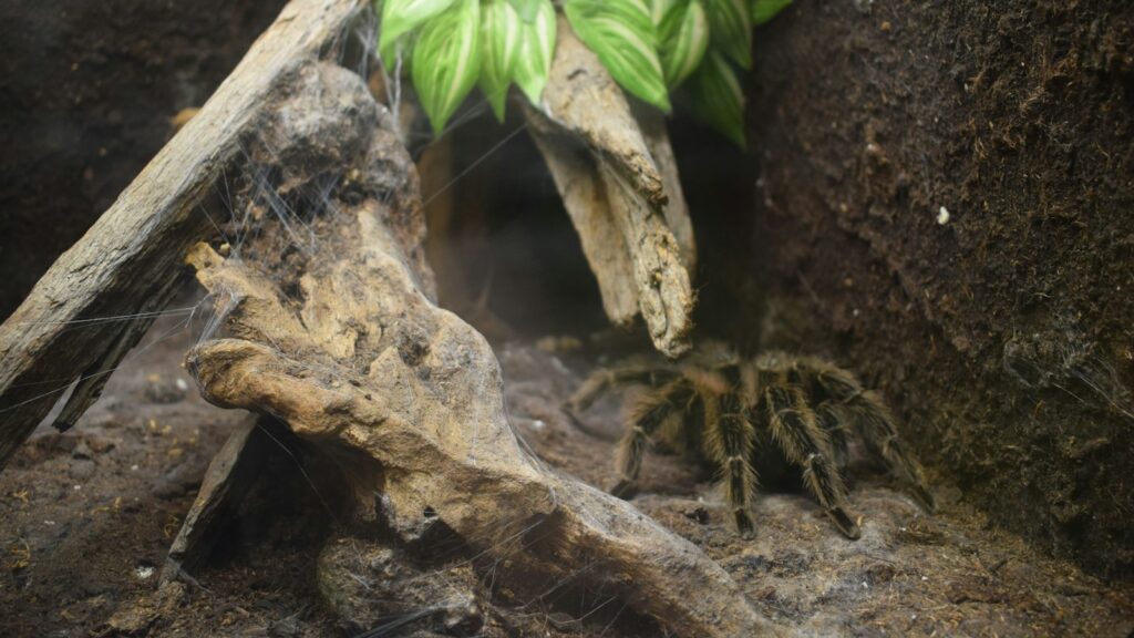 Tarantula hiding in a terrarium with soil, driftwood, and green foliage.